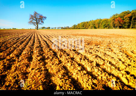 Ein Baum auf einem Feld in Hohenlohe, Baden-Württemberg, Deutschland, Europa Stockfoto