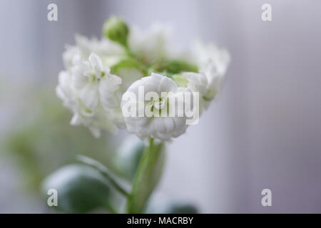 In der Nähe von weißen Blumen in einer Vase Stockfoto