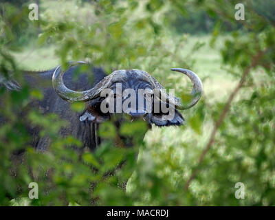 Nach afrikanischen Büffel aka Kaffernbüffel (Syncerus Caffer) im Massai Mara Naturschutzgebieten, Kenia, Afrika Stockfoto