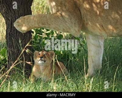 Einzelne junge lion Cub (Panthera leo) sieht unter ausgestreckte Pfote von Mutter im Schatten unter einem Baum in der Masai Mara, Kenia, Afrika Stockfoto