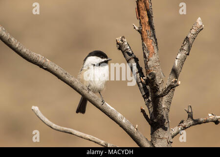 Black-capped chickadee wartet in Linie am Schrägförderer II. Stockfoto