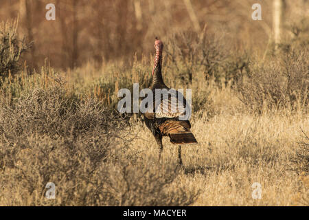 Tom-Türkei Stockfoto