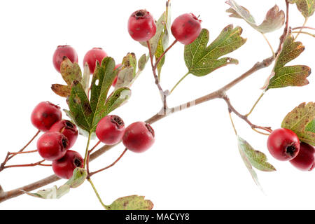 Reif Weißdorn-Beeren Rosa Moschata auf weißem Hintergrund Dorset UK Stockfoto