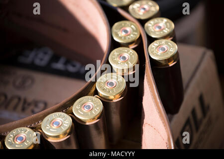 Eine Patrone aus Leder Riemen halten 12-Bohrung shotgun Patronen in einem Tag Fasan schießen, England Großbritannien GB Stockfoto