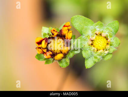 Eine Makroaufnahme eines Paares gaillardia Blütenknospen zu öffnen. Stockfoto
