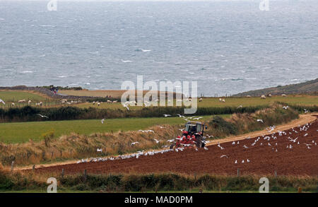 Ein Traktor Pflügen eines Feldes mit einer Herde von Möwen, Rhossili, Gower Halbinsel, Wales, UK. Stockfoto