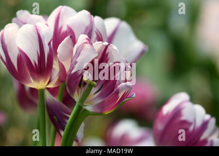 Tulpen Weiß mit Flieder in der Nähe auf einem grünen Hintergrund es horizontal ist. Makro. Familie Liliaceae. Tulipa. Stockfoto