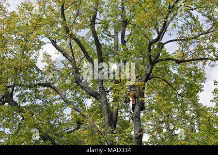 Unbekannter mann Arbeiter Kletterer schneidet den Baum trockenen Zweigen von Kettensäge Stockfoto