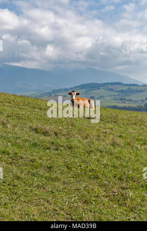 Landschaft mit Kuh liegt auf einem hohen Hügel Sommer Weide in der Nähe von Liptovsky Trnovec ist Dorf in der Slowakei. Stockfoto