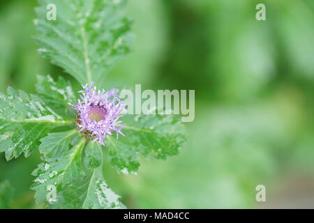 Eine winzige kleine Blume in einem Busch Stockfoto