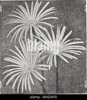 . Dreer der Großhandel Katalog für Floristen und Gärtner: Winter Frühling Sommer 1939. Gerbera Gerbera Jamesoni Jamesoni Transvaal oder Barberton Daisy Double-Flowering Hybriden. Einer Herrlichen Auswahl in gemischten Farben. $ 5,00 pro dtz.; $ 40,00 pro 100. Single-Flowering Hybriden. Eine Mischung aus vielen Farben. Starke, Field-grown Kronen, $ 3,00 pro dtz.; $ 20,00 pro 100. 100. Ostsee Ivy 2-Zoll Töpfen 2 Pflanzen pro Topf, 85 c pro dtz.; $ 6,00 pro 3-Zoll Töpfe $ 3,00 pro dtz.; $ 20,00 pro 100. 4-Zoll-Töpfe 4,50 $ pro dtz.; $ 35.00 pro 100. Efeu - Hedera conglomerata 1% Zoll Töpfe 1,50 $ pro dtz.; $ 10,00 pro 100. Hea Stockfoto