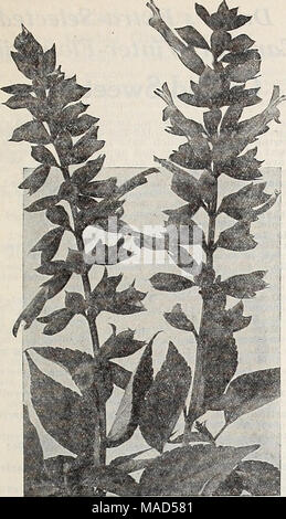 . Dreer der Großhandel Katalog für Floristen: Winter - Frühling - Sommer 1938. Salvia splendens - Scharlach Salbei Salvia splendens - Scharlach Salbei Salbei "Scarlet" steht ganz in der Nähe der Oberseite in Bevölkerung lar Beetpflanzen. Wir bieten nur die besten Arten, die jeweils ganz unterschiedliche. Tr. ptt. Oz. Amerika. Dies ist die früheste, tlie freiesten und am längsten blühenden von allen. Anlagen, die nicht über 18 cm hoch und bemerkenswert auch Wachstum 0 $ 50? 3 00 Bonfire (Clara Bedman). Kompakter Wuchs. % Lb. $ 6,00 30 1 75 Splendens. Die altmodische Scarlet Salbei von hohen, robusten Wachstum und Sehr reichblühend. % Lb. 4,00 $ 25 125 Stockfoto