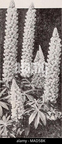 . Dreer der Großhandel Katalog für Floristen: Winter - Frühling - Sommer 1938. Lupinus. Russell Mischlinge '^'. s**' Stockfoto