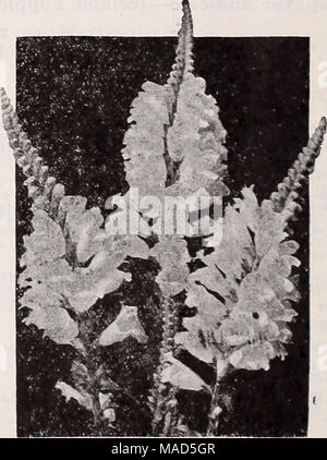 . Dreer der Großhandel Katalog für Floristen: Winter Frühling Sommer 1937. Phyaostegla vlrglnlca Physostegia - Falsch Dragon-Head pro Doz. Pro 100 Vlrginlca. Rosa. 3-Zoll-Töpfe $ 1 50 810 00 - Alba. Weiß. 3-Zoll-Töpfe 1 50 10 00-g° randlfiora, lebendig. Eine kompakte wachsen - ing Sorte, ca. 24 cm hoch, mit großen, tief violett-lila Blumen, viel grösser als der Typ. 3-Zoll-Töpfe 1 50 10 00 - snperba (Neu). Hohe Verzweigung Spikes, 4 Meter hoch, mit schöne rose - rosa Blüten. 3-lnch Töpfe 3 50 00 70 Wir machen keine Gebühr für Boxen oder Verpackung. Stockfoto