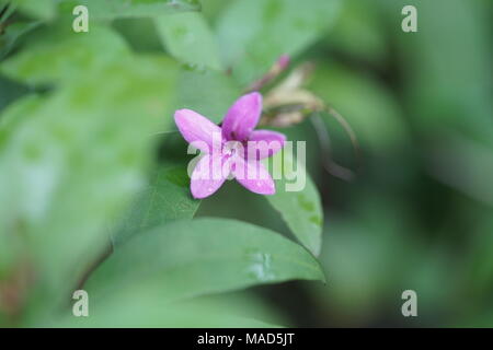 Eine winzige kleine Blume in einem Busch Stockfoto