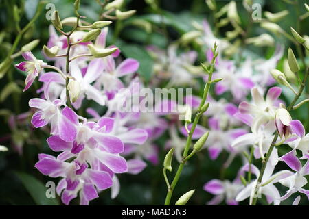 Lila und weiße Orchidee Blumen Stockfoto
