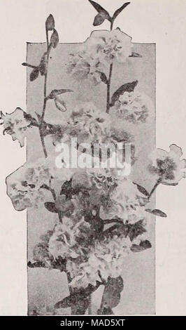 . Dreer der Großhandel Katalog für Floristen: Winter Frühling Sommer 1937. Clarkla elegans fi.pi. Clarkidi elegans Fl. pi. Tr. pkt. Oz. Albatros. . Weiss 50 $ 15 $ 0" 40 Häuptling. Schönes Schlafzimmer mit zarten Mauve. 15 so herrlich. Edle Purpurrot - Scharlach 15 50 Ausleuchtung. Orange mit ï¿½ gemengt, Rose... 15 So Lila Prinz. Rich deep purple; ... 15 50 Salmonea Perfecta. Reich Lachs 15 also Doppel Mixed 10 40 Cleome gigantea - Riesige würziger Blume Sose Qneen. Tr. pkt. Oz. Rosy crimson SO 15 $ 0 50 Cobaea-Tasse und Untertasse Rebe Eine der besten Kletterer. Werden zu einer rauen Oberfläche haften. Es immerdar Stockfoto