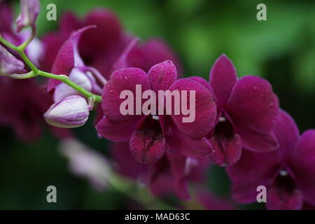 Dunkelrosa gefärbten Orchidee Blumen Stockfoto