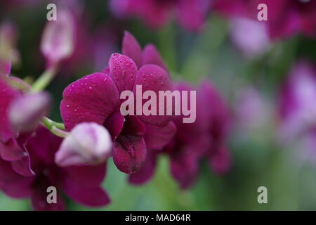 Dunkelrosa gefärbten Orchidee Blumen Stockfoto