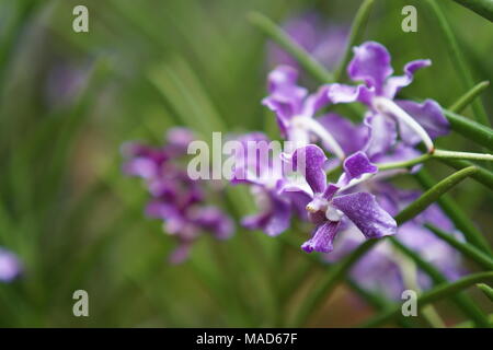 Violett Orchidee Blumen Stockfoto