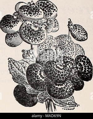 . Dreer spezielle Mitte Sommer Angebot für Floristen 1921: Zuverlässige blumensamen flor Floristen Glühlampen für Floristen. CALCEOLARIA, PERFEKTION DREER die calendula (Ringelblume) Topf. Alle diese sind fein für Schneiden, besonders die Sorte Orange König. Oz. "4-lb. Orange König. Ein extra ausgewählten Sorte mit sehr großes Doppelzimmer blumen Mittelung über 3 Zoll über der hellen orange-rot mit dunklen Augen, die feinste aller 20 60 Zitrone König. Ähnlich wie oben, jedoch mit einer erfreulich Reich zitronengelb Farbe, eine wunderbare Vielfalt •... 20 60 Meteor. Orange gestreiften cremig weiß 16 50 Prinz von Oranien. Etwas dunkler als Stockfoto