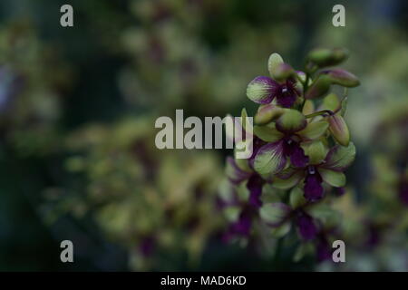 Grün und Gelb Kombination Orchidee Blumen Stockfoto