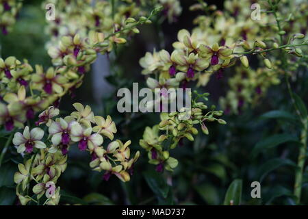 Grün und Gelb Kombination Orchidee Blumen Stockfoto