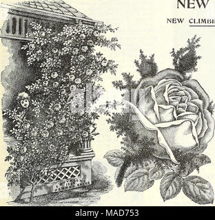 . Dreer die vierteljährlichen Großhandel Preis Liste der Werkzeuge, Düngemittel, Insektizide, Verbrauchsmaterialien, etc.. Neue Rosen. Neue KLETTERN MOSS ROSE", Cumberland Belle." Wir Vergnügen, zum ersten Mal in die Legion der Liebhaber der Königin der Blumen, die Vorläufer einer neuen Rasse von Rosen, ein Grand wahre klettern Moss Rose. Es ist amerikanischer Herkunft, für die festgestellt wurde, dass sie in einem privaten Garten in der historischen Cumberland Valley - eine Sportart aus, die recht Moss Eose Prinzessin Adelaide, selbst eine starke kräftige Anbauer, die wunderbar in der Aus-Feder, die ursprüngliche Sport entwickelt wird, ist der Stockfoto