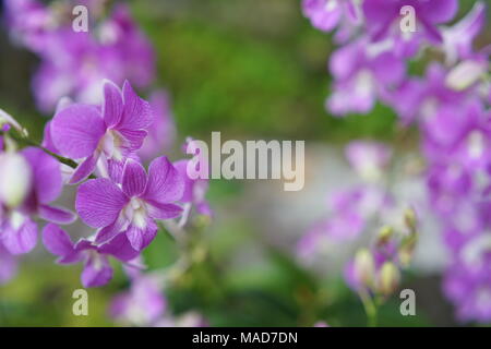 Violett gefärbten Orchidee Blumen Stockfoto