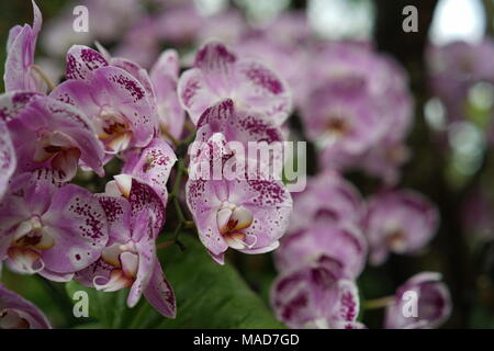 Rosa Orchidee Blumen Stockfoto