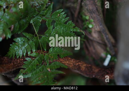 Blätter und Wassertropfen auf einem Baumstamm Stockfoto