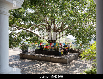 Touristen Gebet an Bodhi Baum dekoriert mit buddhistischen betet Fahnen, Dambulla, Sri Lanka, Asien. Stockfoto