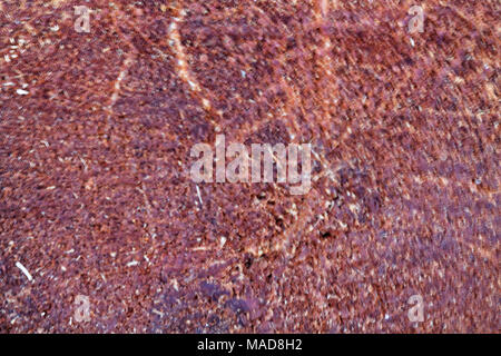 Stumpf Holz- struktur für Textur oder Hintergrund Stockfoto