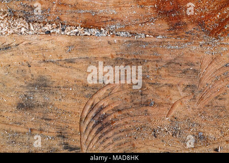 Stumpf Holz- struktur für Textur oder Hintergrund Stockfoto