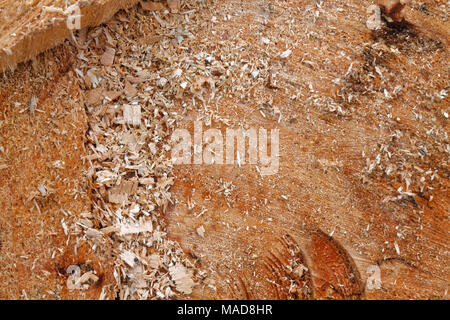 Stumpf Holz- struktur für Textur oder Hintergrund Stockfoto