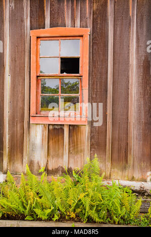 Farne unter einem gebrochenen Fenster auf der Seite der RW-Meyer Sugar Mill Museum in Kualapuu, Molokai, Hawaii. Dies ist auf die nationalen Register seines aufgeführt Stockfoto