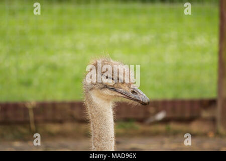 Der Strauß den Kopf mit geschlossenen Augen auf einem grünen Hintergrund, selektive konzentrieren. Stockfoto