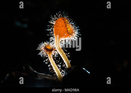 Orange Pilz, Champagner Pilz oder Wimpern cup Pilz mit funkelnden Tropfen in den Wald. Ökosystem oder die biologische Vielfalt Konzept. Stockfoto