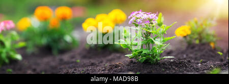 Blumen o schwarzer Boden Stockfoto