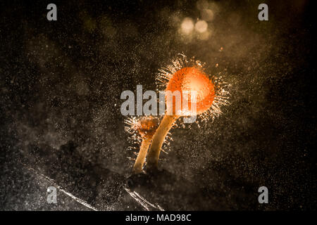 Orange Pilz, Champagner Pilz oder Wimpern cup Pilz mit funkelnden Tropfen in den Wald. Ökosystem oder die biologische Vielfalt Konzept. Stockfoto