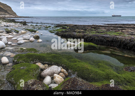 Rockpool und Seegras, East Bay, Osmington Mühlen, Jurassic Coast, Dorset, England, Großbritannien Stockfoto