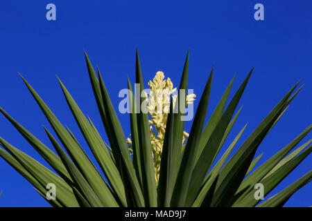 Yucca-Pflanze in Blüte Stockfoto