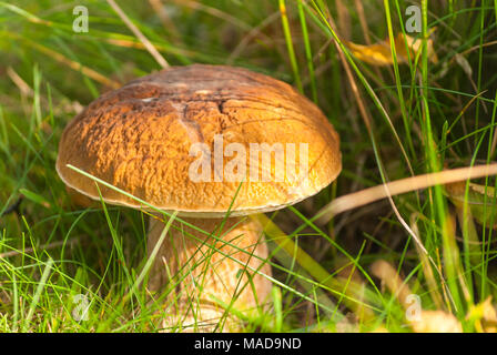 Waldboden, edle Steinpilze, Natura 2000 Stockfoto