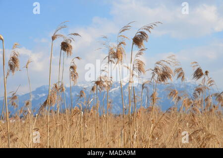 Trockenes Schilf schwingen im Wind mit den Alpen im Hintergrund am Hopfensee, Füssen, Deutschland Stockfoto