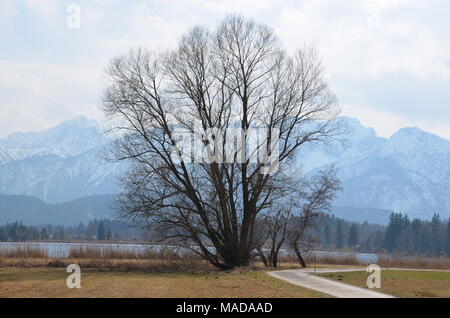 Ein einsamer Baum steht der alpinen Wiesen mit den Alpen im Hintergrund am Hopfensee, Füssen, Deutschland Stockfoto