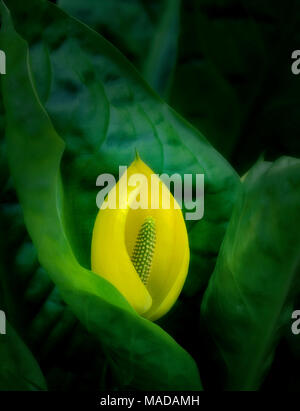 Skunk Cabbage (lysichitum americanum) Blüte. In der Nähe von South Fork Alsea River, Oregon. Stockfoto