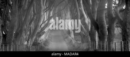 Die dunklen Hecken. Ländliche Buche von Bäumen gesäumten Straße in Irland. Stockfoto