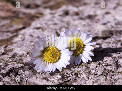 Zwei Daisy Blumen/Bellis perennis Stockfoto