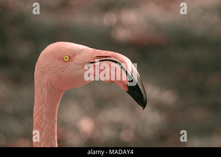 Rosaflamingo Stockfoto