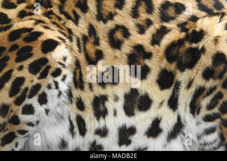 Leben Leopard Print Stockfoto